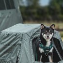 펫하우스 이미지