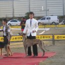 즐거운 애견 이미지