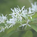 우체국 이팝나무 이미지