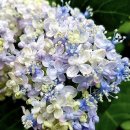 삼상로25-12 이미지