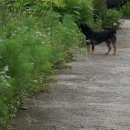 꽃이될개 이미지