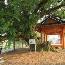 수완동 왕버들 이미지