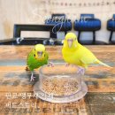 씨유나눔판교대장점 | 아이와 키즈카페 지겹다면? 판교 대장동 앵무새 카페 버드스토리