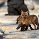 FOX 이미지