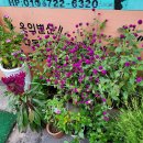 토마토김밥부천남부역점 이미지