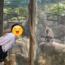 파란에코 | [팜투어 모리셔스 신혼여행] 모리셔스 카젤라 파크 에코사파리 후기, 강추 이유 !