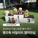 하이스트 독트레이닝센터 | 양산애견훈련 11월 29일 행사 후기 : 핸즈독 어질리티 챔피언십 현장 스케치