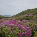 합천군산림조합 | 경남 가볼만한곳 합천 황매산 철쭉 5월 꽃놀이 명소 완벽 후기