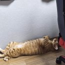 중마동물병원 이미지