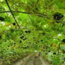 숙이네농장 이미지