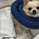 로로동물의료센터 이미지