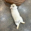 헬로우쥬 카페 이미지