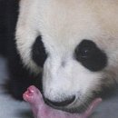 송나신발 | [쿠키 O] 영화 보다가 엉덩이 뿔 1354개 난 이야기_푸바오 영화 안녕 할부지 리뷰
