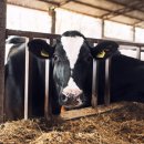 대관축산 이미지