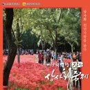 영광 불갑산상사화축제 티스토리