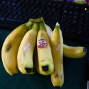 춘월농장 이미지