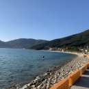 거제비타민씨 이미지