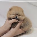 버디독 강아지분양 안심분양센터 서울 영등포점 이미지