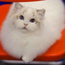 블루랙돌 이미지