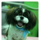 솜이 펫살롱 이미지