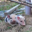 돼지두마리 이미지