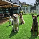 드림애견학교 이미지