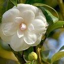 동백4로 이미지