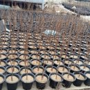 명자농장 이미지