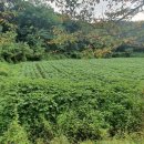 지방도1005호선 이미지