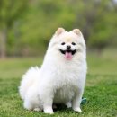 봄사랑동물병원 이미지