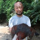 달구와 낭구 Daum카페