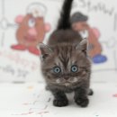 늘푸른동물펫케어주식회사 | 김해고양이분양 전문 분양처 찾는다면