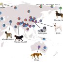중앙 아시아 주변 개들의 유전자 구성 이미지