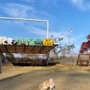 개떼월드 이미지