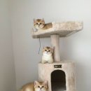 도그렉스 네이버블로그
