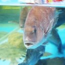 수산킹종합어시장 이미지