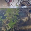 어항고개 이미지