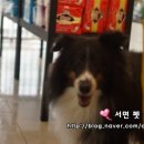 로이펫살롱 | 부산 서면 셔틀랜드 쉽독 셀티 로이의 애견미용 후기 입니당 ^^