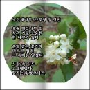 노린재나무 이미지