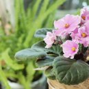 실내에서 키울수있는 봄꽃 8가지 이미지