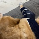 발토(BALTO) 이미지