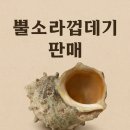 제주 바다를! 자연 그대로 뿔소라껍데기 판매 중 어항소품
