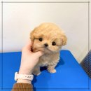 퍼피아이애견 이미지