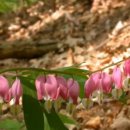 상봉사슴목장 이미지