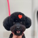 사월의 그루밍 이미지