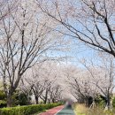 강변(소공원) | 부산 벚꽃 명소 추천 직접 다녀온 5곳 후기