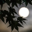 달빛에 물들이고 이미지