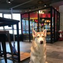 아이러브 애견 이미지