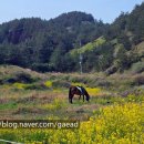 제주 셋알오름 일제 고사포진지 | 4월의 제주도 여행-송악산공원 그리고 다크투어리즘, Feat. 파랑새?