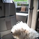 가자 펫 택시 이미지